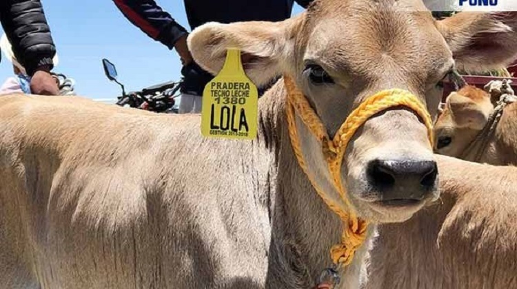 Puno: ¿Sobrevaloración en aretes vacunos?