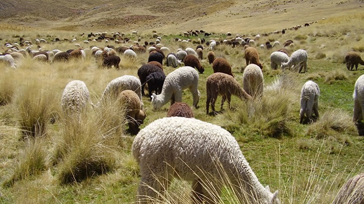 Director del PECSA desmiente irregularidades en el proceso de compra de alpacas para los CPR