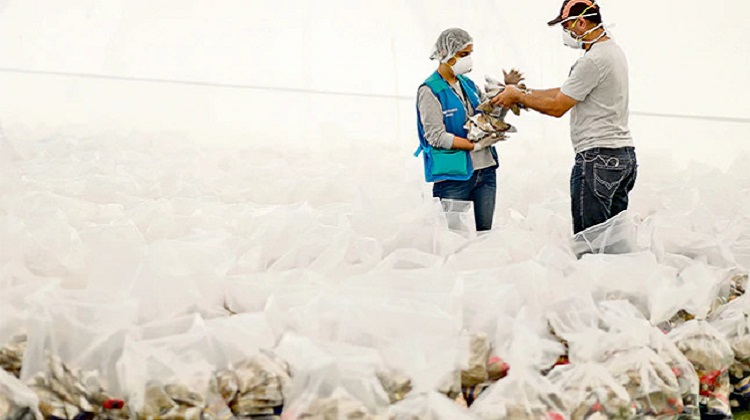 Municipios repartieron canastas de más de S/ 1.000 cada una