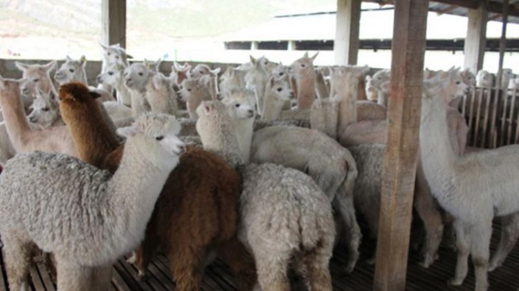 Minagri promoverá compras estatales de prendas de vestir a base de fibra de alpaca