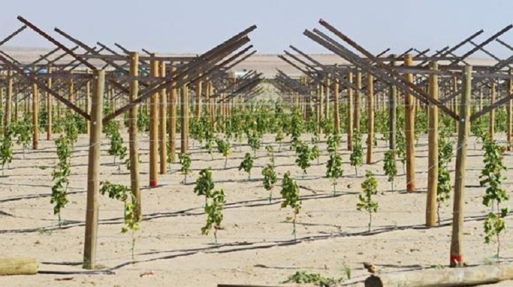 Se habría favorecido a empresa vinculada a Odebrecht con terrenos agrícolas en Lambayeque, según Contraloría