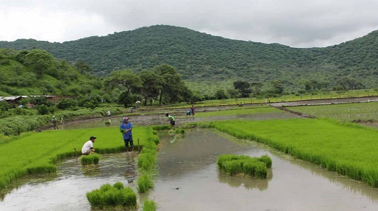 Piura: otorgan buena pro para construcción del Sistema de Riego en San Juan de Bigote