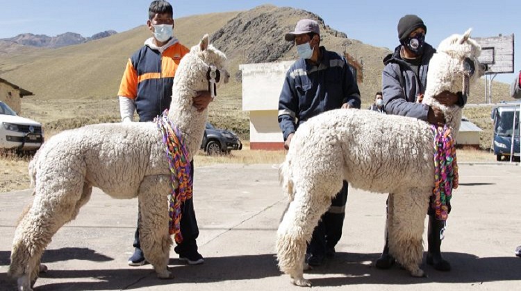 Denuncian direccionamiento en licitación de proyecto “Mejoramiento de la Cadena de Valor de la Fibra de Alpaca”