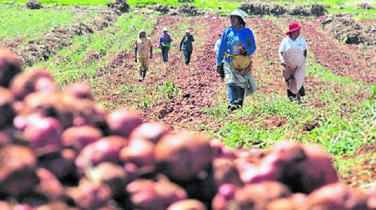 Buscarán que más del 30% de las compras estatales de alimentos provengan de la agricultura familiar