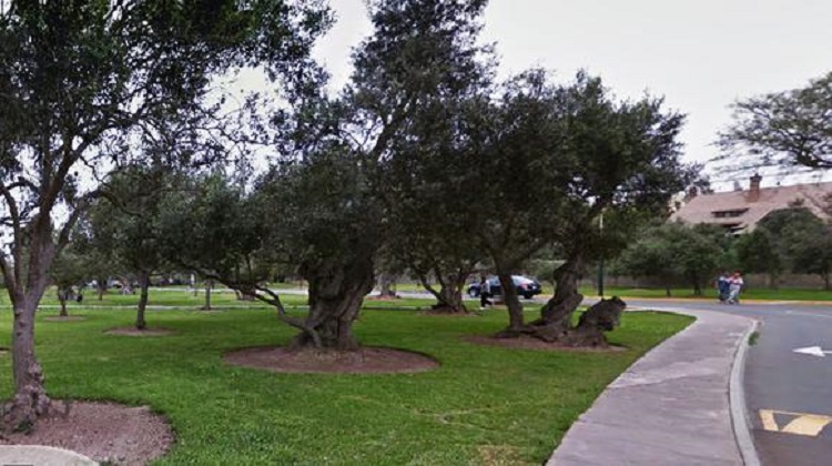 Contraloría: Mejoramiento de áreas verdes de San Isidro con irregularidades