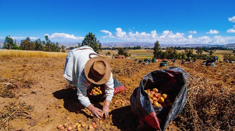Dictan norma para facilitar compra de fertilizantes de mercado internacional