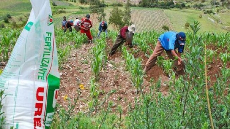 Midagri evalúa cinco propuestas para abastecer de urea a los agricultores