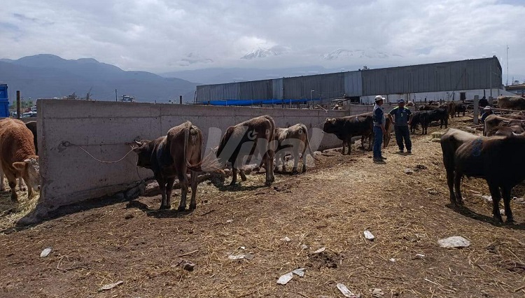Sumari denuncia más irregularidades en camal