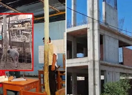 Paralizan obras de colegio en Piura y escolares deben estudiar en local aledaño a criadero de chanchos: “Están expuestos a enfermedades”