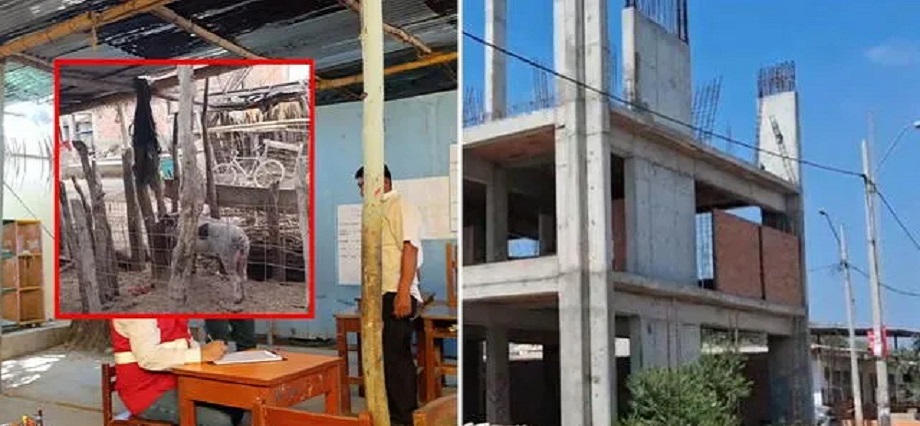 Paralizan obras de colegio en Piura y escolares deben estudiar en local aledaño a criadero de chanchos: “Están expuestos a enfermedades”