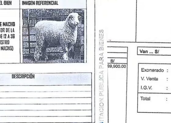 Puno: Pobladores exigen investigación a compra de 10 carneros a casi 50 mil soles cada uno por parte del GORE