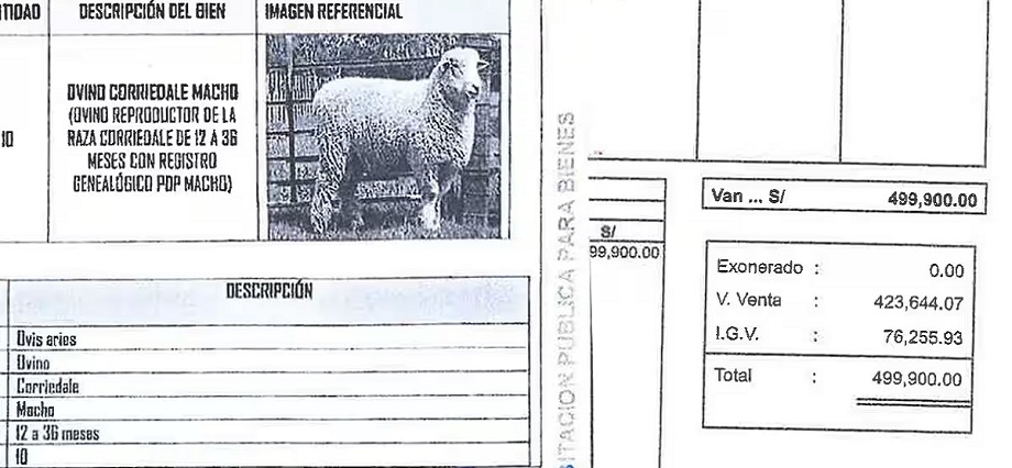 Puno: Pobladores exigen investigación a compra de 10 carneros a casi 50 mil soles cada uno por parte del GORE