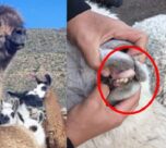 Tacna: Detectan perjuicio de S/139 639 en proyecto de mejoramiento genético de camélidos en Candarave