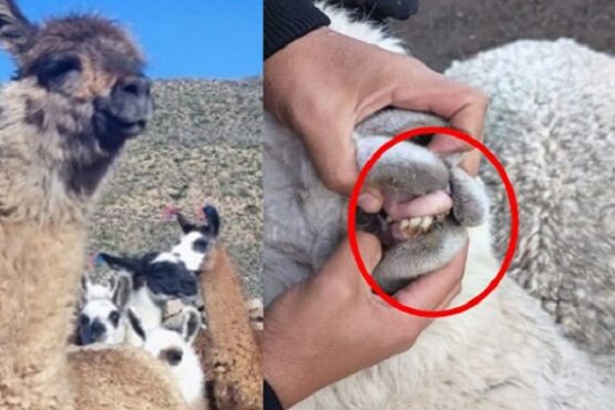 Tacna: Detectan perjuicio de S/139 639 en proyecto de mejoramiento genético de camélidos en Candarave