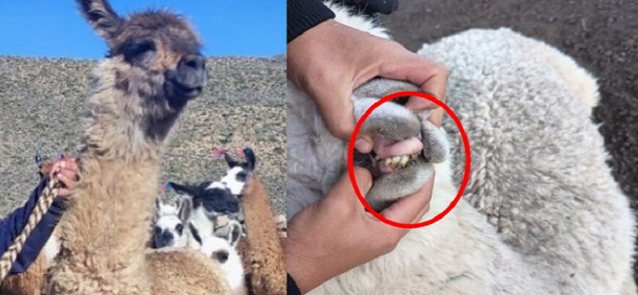 Tacna: Detectan perjuicio de S/139 639 en proyecto de mejoramiento genético de camélidos en Candarave