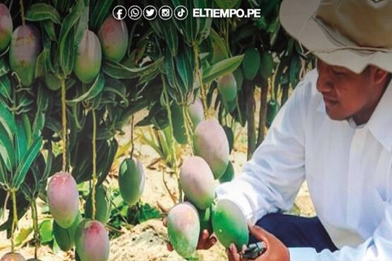 Piura: Denuncian falta de presupuesto para proyecto del mejoramiento del mango