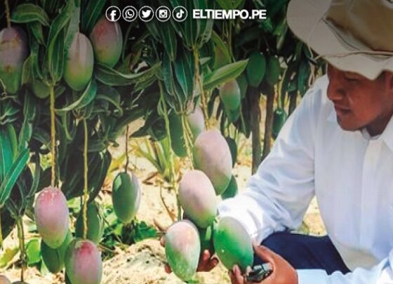 Piura: Denuncian falta de presupuesto para proyecto del mejoramiento del mango