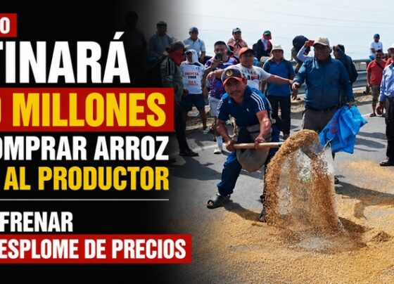 El Gobierno destinará S/150 millones para comprar arroz directo al productor y frenar desplome de precios