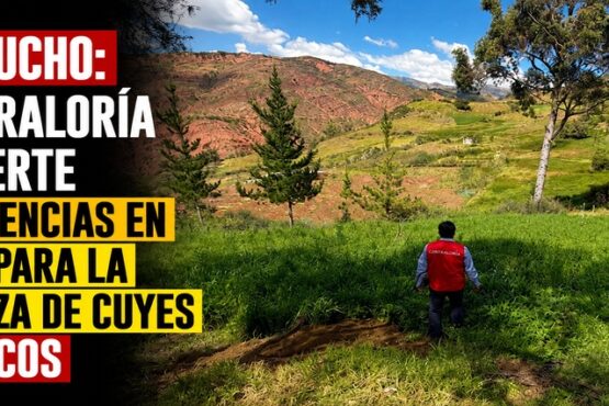 Ayacucho: Contraloría advierte deficiencias en obra para la crianza de cuyes en Socos