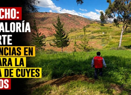Ayacucho: Contraloría advierte deficiencias en obra para la crianza de cuyes en Socos
