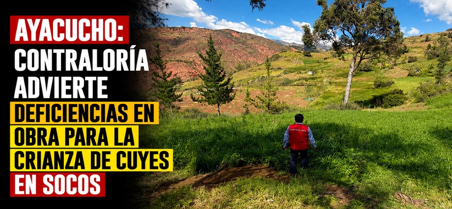 Ayacucho: Contraloría advierte deficiencias en obra para la crianza de cuyes en Socos