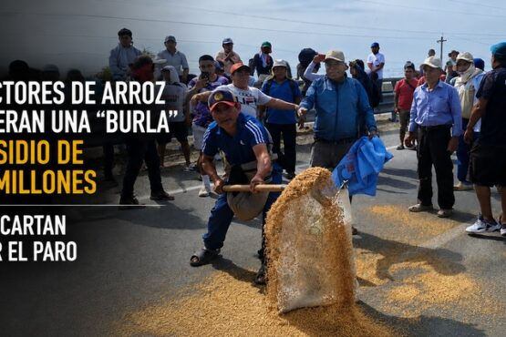 Productores de arroz consideran una “burla” el subsidio de S/120 millones y no descartan retomar el paro