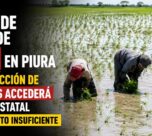 Proceso de compra de arroz en Piura: Solo una fracción de agricultores accederá al beneficio estatal ante presupuesto insuficiente