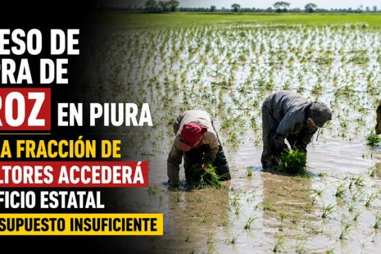 Proceso de compra de arroz en Piura: Solo una fracción de agricultores accederá al beneficio estatal ante presupuesto insuficiente