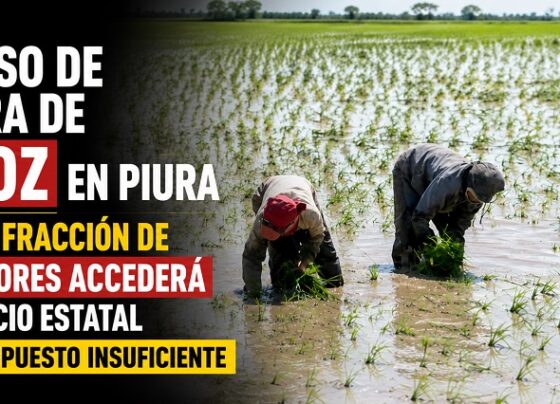 Proceso de compra de arroz en Piura: Solo una fracción de agricultores accederá al beneficio estatal ante presupuesto insuficiente
