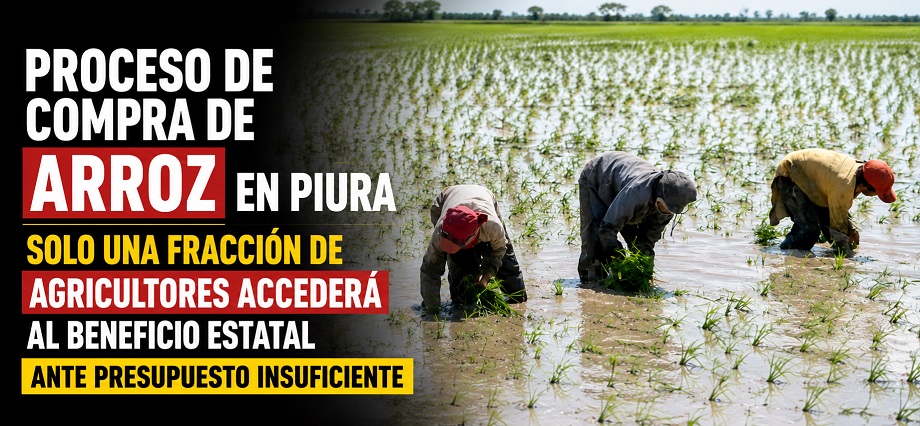 Proceso de compra de arroz en Piura: Solo una fracción de agricultores accederá al beneficio estatal ante presupuesto insuficiente