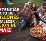 Pullo: Inconsistencias en proyecto de S/ 5,7 millones para fortalecer producción de papa y maíz