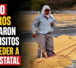 Solo 800 arroceros completaron los requisitos para acceder a compra estatal
