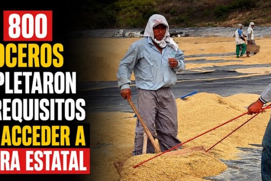 Solo 800 arroceros completaron los requisitos para acceder a compra estatal