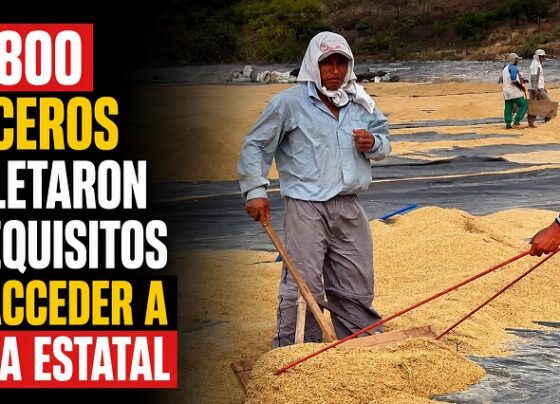 Solo 800 arroceros completaron los requisitos para acceder a compra estatal